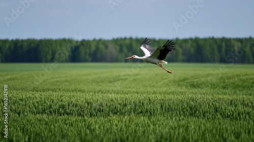 White stork flying low over green wheat field with forest background on a bright summer day