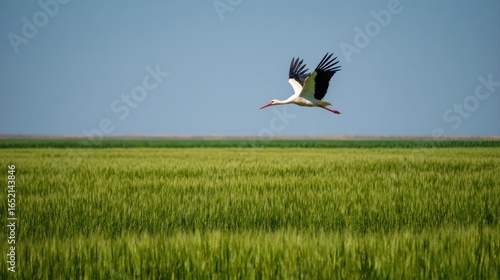 White stork flying gracefully over lush green wheat field with clear blue summer sky in background