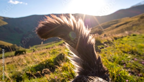 Dog's tail against mountain backdrop