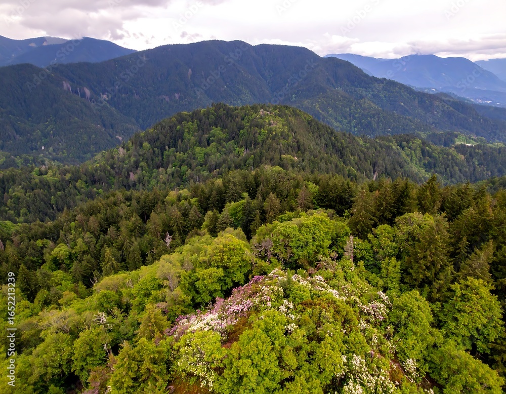 Fototapeta premium Lush green mountain range with blooming rhododendrons in the foreground