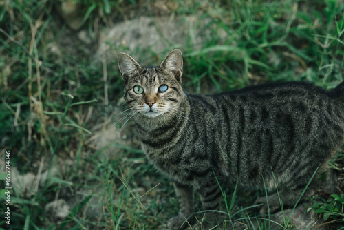 Wallpaper Mural Striped Blind Cat with Heterochromia Staring at Camera, Unique Pet Portrait with Different Colored Eyes and Soulful Expression Torontodigital.ca