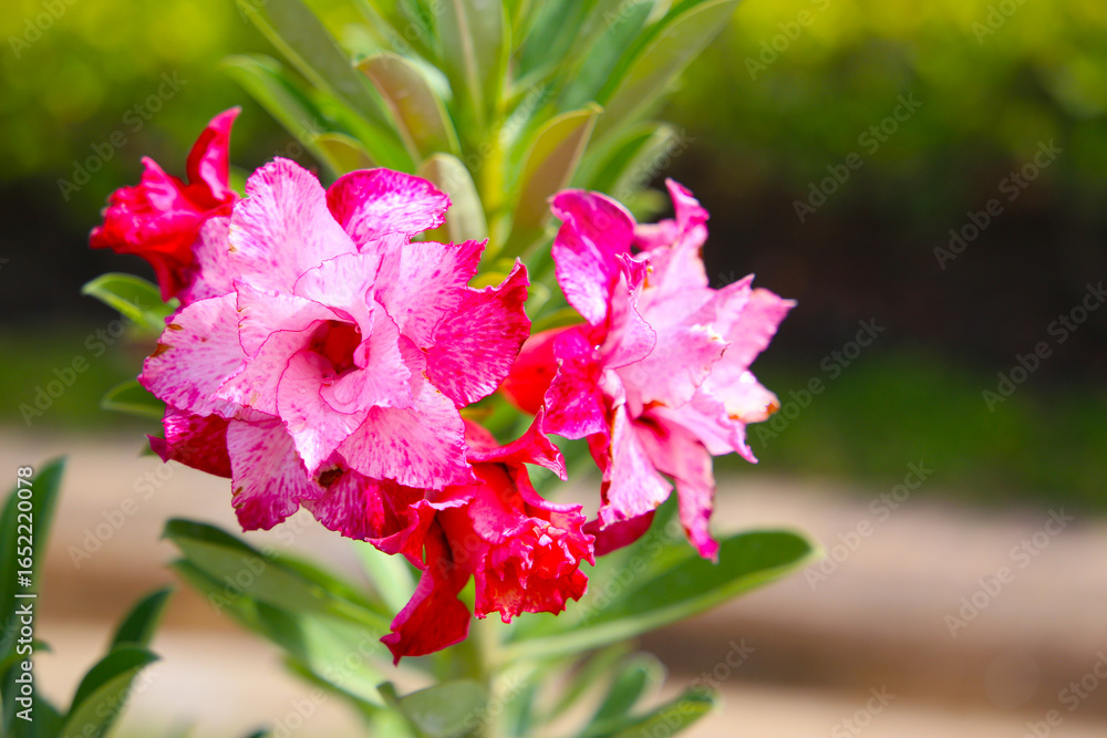 Fototapeta premium Adenium obesum, Desert rose flowers in full bloom.