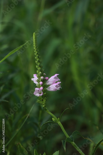 Wallpaper Mural 꽃범의꼬리 Torontodigital.ca