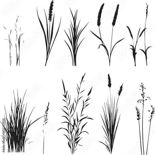 Different Types of Grass and Plant Silhouettes