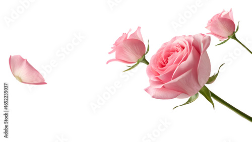 Wallpaper Mural Romantic pink rose petals PNG isolated background for weddings invitations.
 Torontodigital.ca