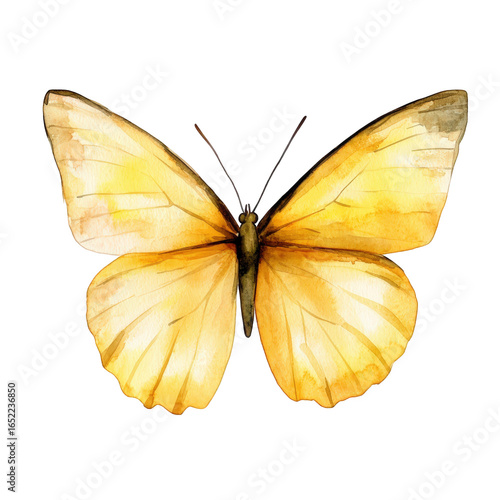 Yellow butterfly isolated on transparent background