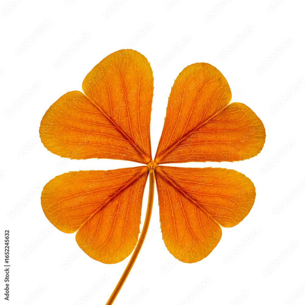 Fototapeta premium Golden Four-Leaf Clover on Transparent Background