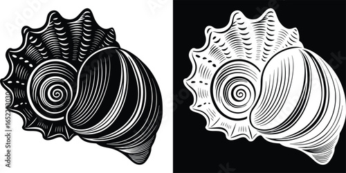 Artistic seashell illustration in black and white evokes ocean vibes and marine life elegance