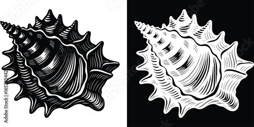 Elegant seashell illustration in black and white perfect for coastal designs and summery nautical themes