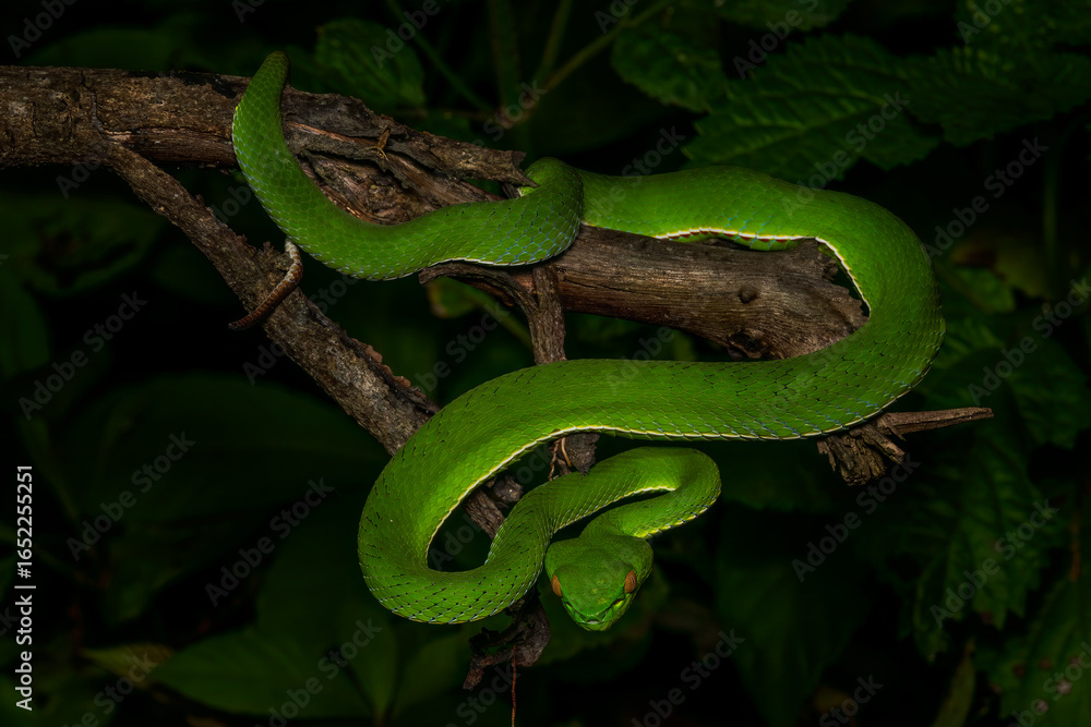 Obraz premium White-lipped Tree Viper - Trimeresurus albolabris, beautiful green venomous snake from Southeast Asian forests and bushes, Son Tra, Vietnam.