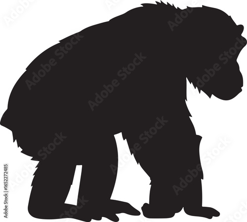 Silhouette of a chimpanzee in deep thought reflecting on its habitat and primate ancestry and connection to human evolution
