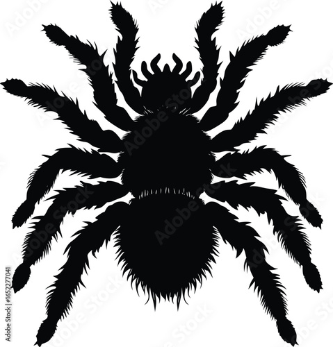 Vector art of silhouette of a tarantula spider with hairy legs creating a creepy and scary design for halloween