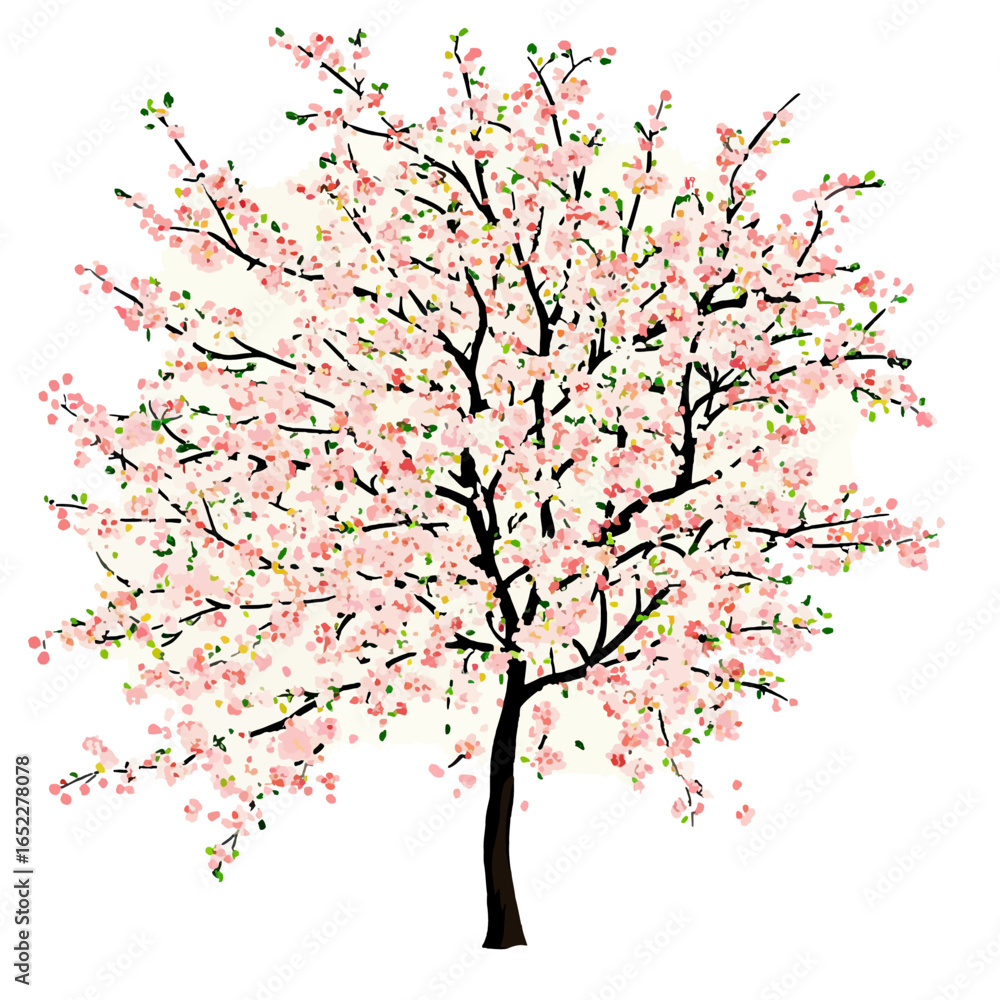 Fototapeta premium Cherry tree isolated White background 