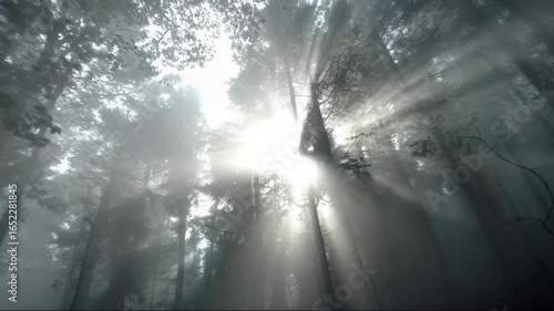 Sunlight illuminating foggy forest with tall trees and shadows  