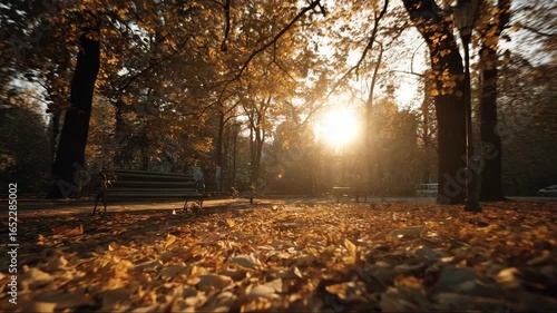 Autumn scene with fallen leaves and sunlight filtering through trees  
