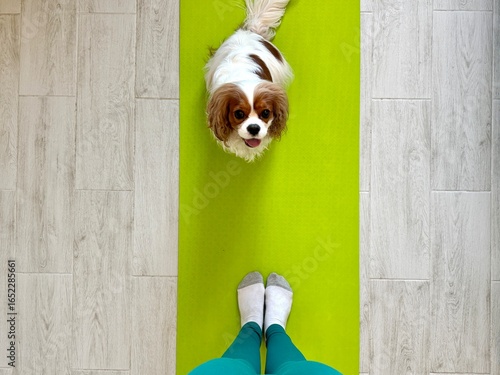 pet spaniel King Charles on a yoga mat with his mistress. High quality photo