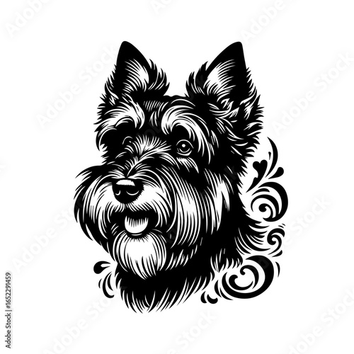 Adorable schnauzer dog portrait isolated on white background