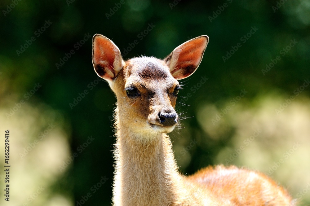 Fototapeta premium Close up of suede