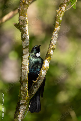 Tui