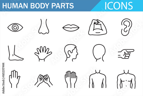 Human Anatomy Icons for Medical and Health Topics