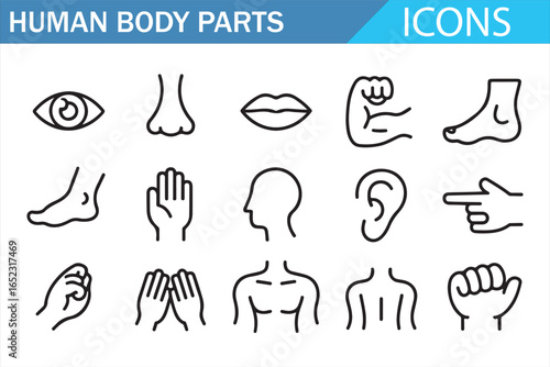 Icons Representing Human Anatomy: Eye, Nose, Arm, and Hand Gestures