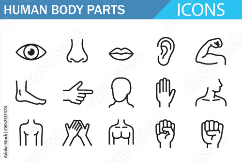 Human Body Parts Icons: From Eye to Arm, a Visual Guide