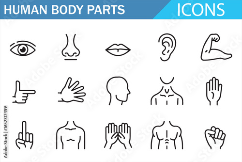 Illustrative Body Parts Icons: Eyes, Hands, Ears, and Muscles