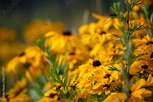 Summer Yellow Flowers