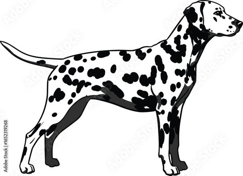 Dalmatian dog illustration standing side view, spotted animal vector drawing, pet breed art design for print
