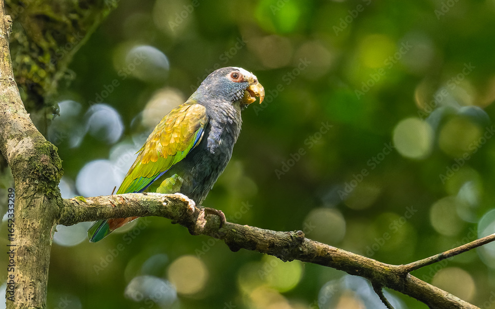 Obraz premium Weißkopfpapagei (Pionus senilis), white-crowned parrot