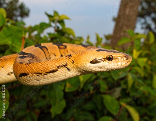 Ball python amidst lush greenery, showcasing its captivating patterns and serene nature within its