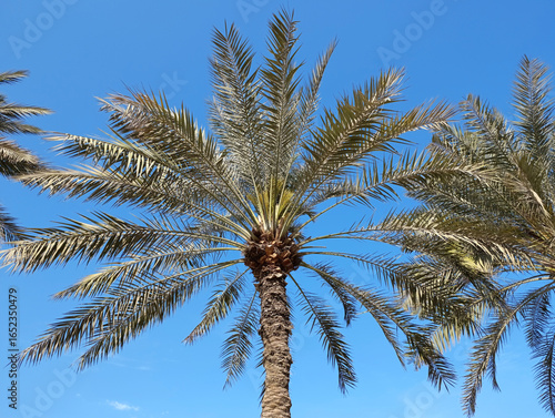 Date palm tree against the blue sky in Sharjah, UAE
