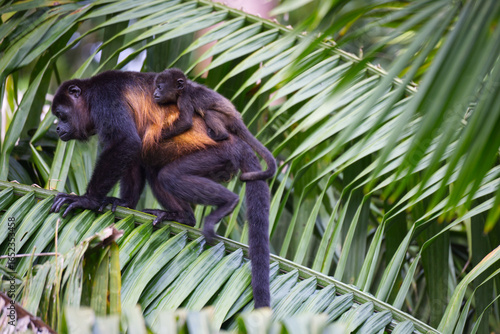 Hower monkey with a baby climbing a palm tree close to Cahuita National Park in Costa Rica