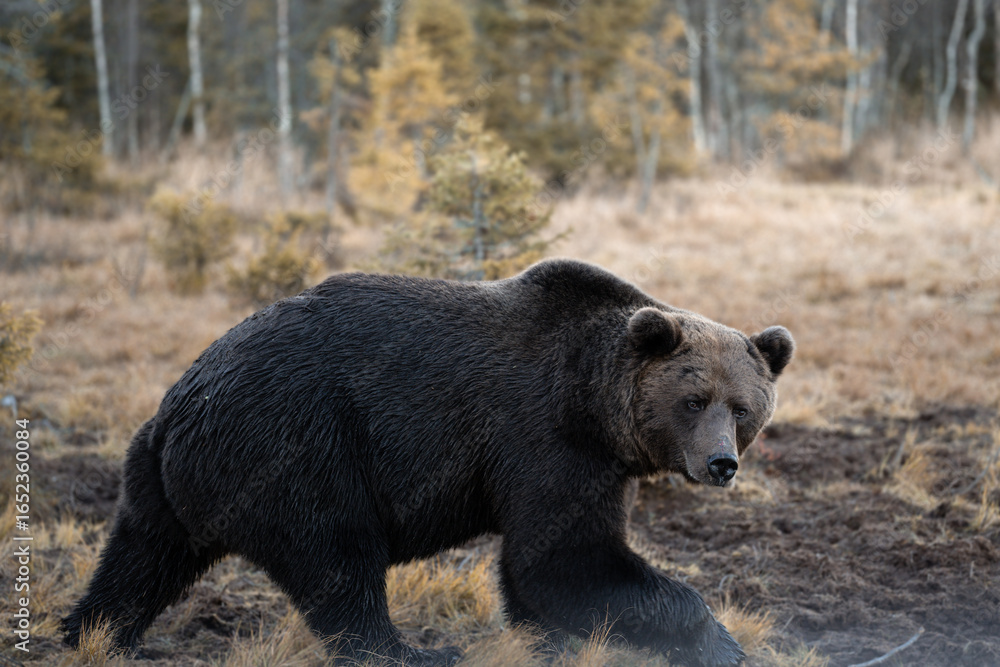 Fototapeta premium Ours brun