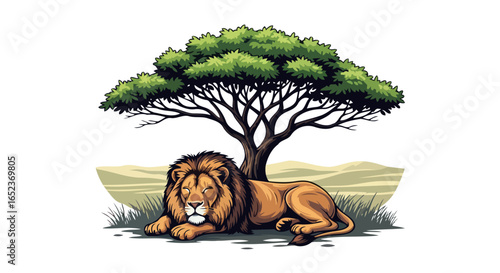 majestic lion acacia tree transparent background illustration for design