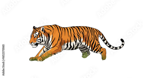 majestic tiger in motion transparent background vector illustration
