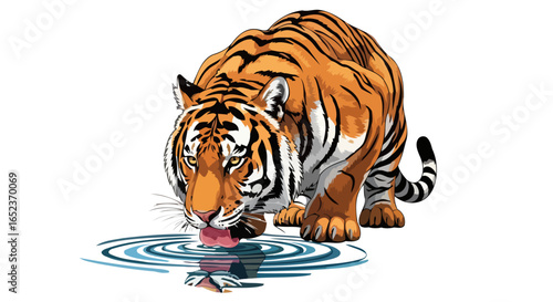 majestic tiger drinking water transparent background vector illustration