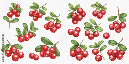 A beautifully illustrated collection of red lingonberry sprigs and berries with green leaves, arranged as a set on a transparent background.