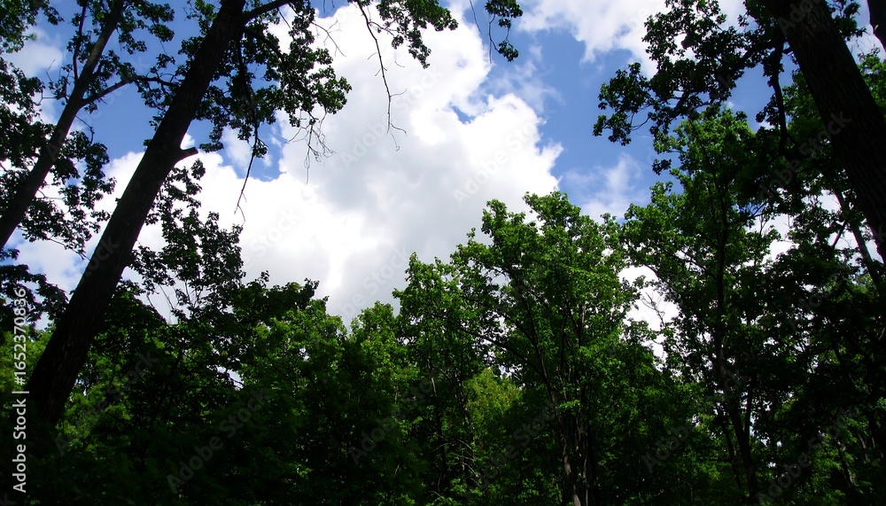 Fototapeta premium Forest canopy with blue sky
