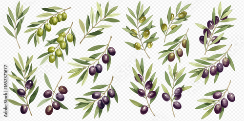 A collection of illustrated olive branches with green and ripe black olives and leaves, isolated on a transparent background.