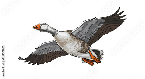 transparent greylag goose in flight vector illustration for design projects