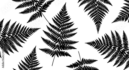 elegant black fern silhouettes transparent background vector design