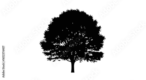 majestic tree silhouette transparent background for design projects