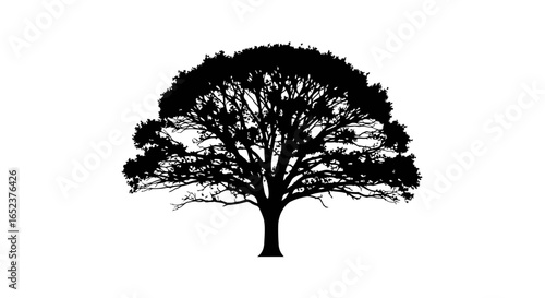 majestic oak tree silhouette transparent background vector illustration