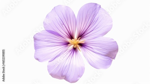 Single violet flower , Closeup on white background