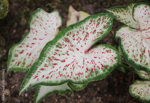 Closed up Caladium bicolor beautiful bright color in flowerpot