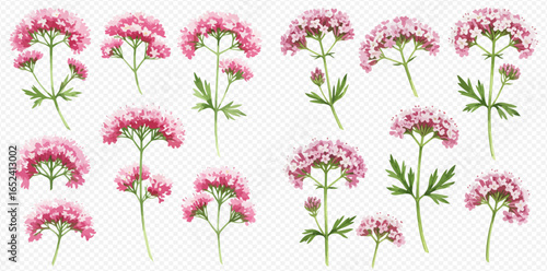 A beautiful set of hand-painted pink valerian flowers, illustrated in a delicate watercolor style with green leaves and stems.