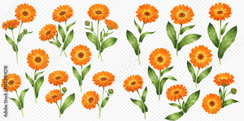 A collection of isolated watercolor illustrations of orange calendula, or pot marigold, flowers with green leaves.