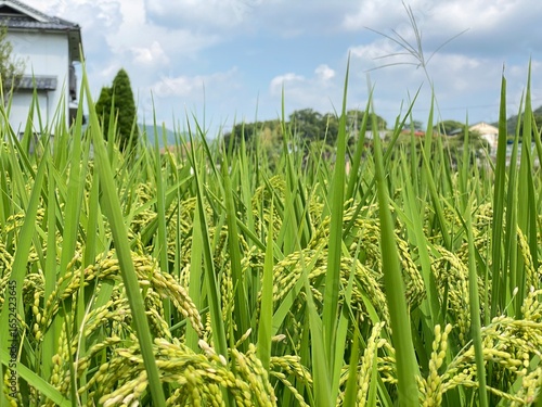 Nature　自然