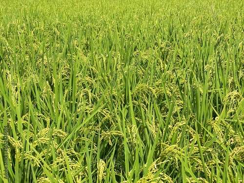 Nature　自然